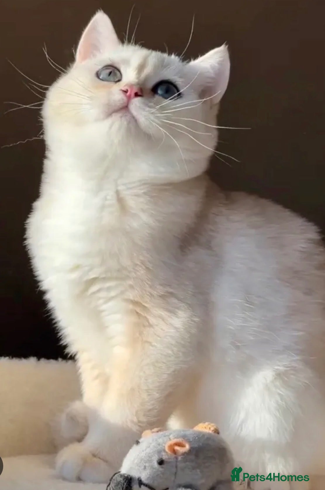 British Shorthair cats British short hair gold - Advert 5