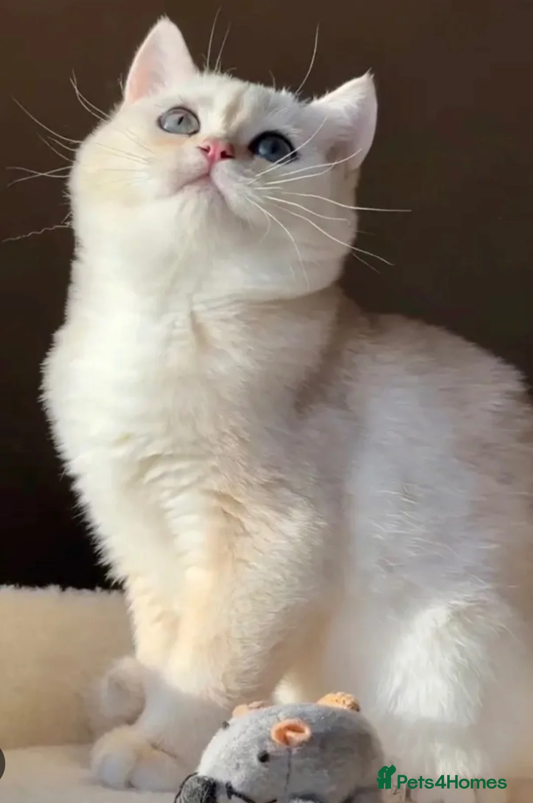 British Shorthair cats for sale: British short hair gold - Advert 1