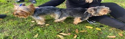 Yorkshire Terrier dogs for stud: Yorkshire terrier for stud  in Hornchurch - Advert 8