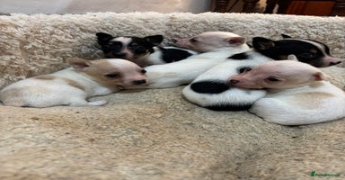 Mixed Breed dogs - Advert 8