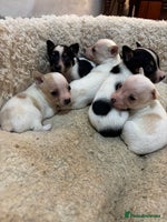 Mixed Breed dogs - Advert 8