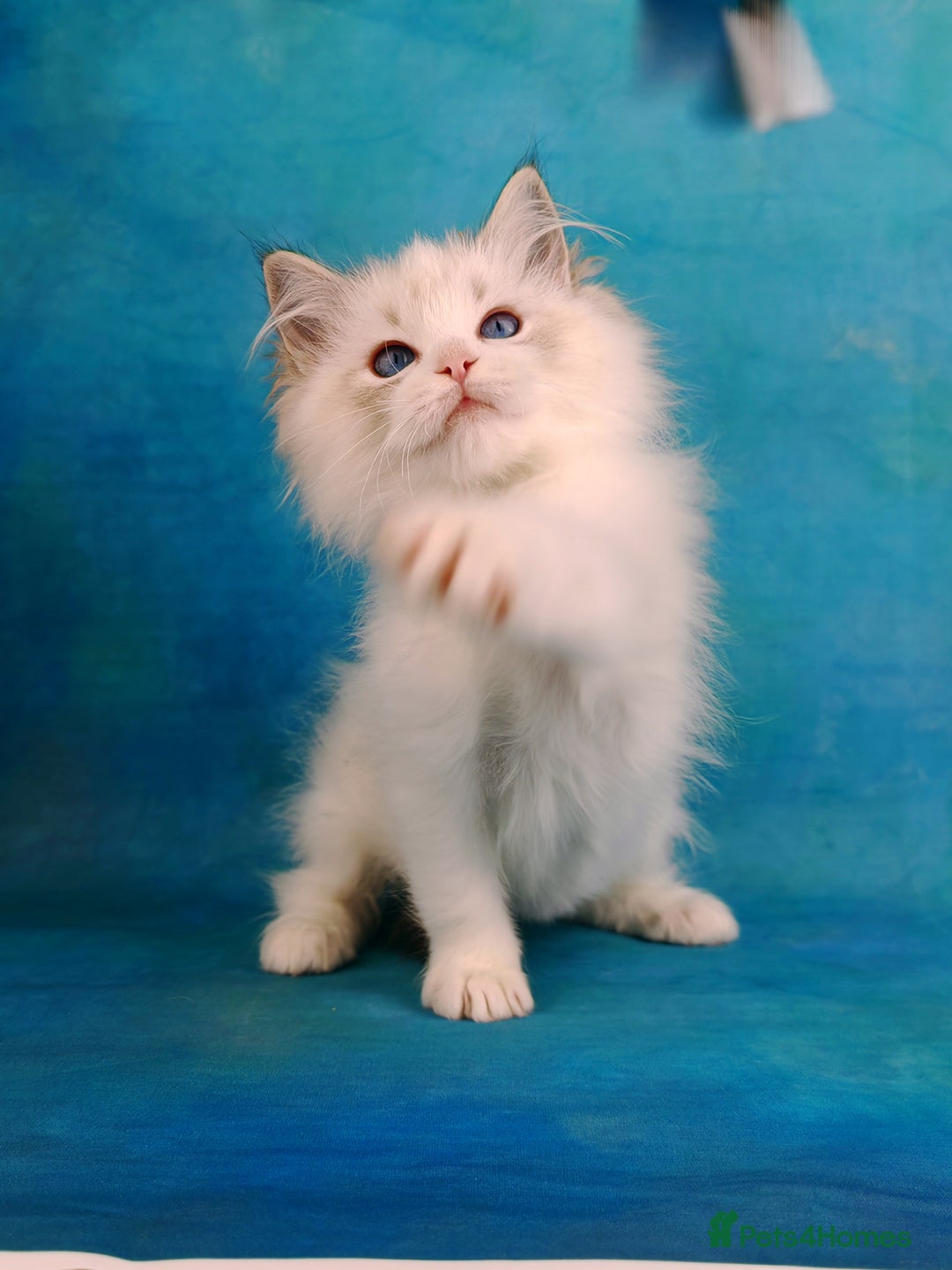 Ragdoll cats for sale: ❤️BEST KITTENS RAGDOLL❤️ CHAMPION REGIONAL WINNER  - Advert 35