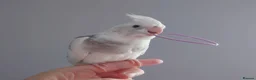 Cockatiels birds for sale: Hand reared silly tame DNA sexed baby cockatiels  - Advert 34