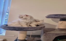 Persian cats for sale: Persian chinchilla 1 left  - Image 1