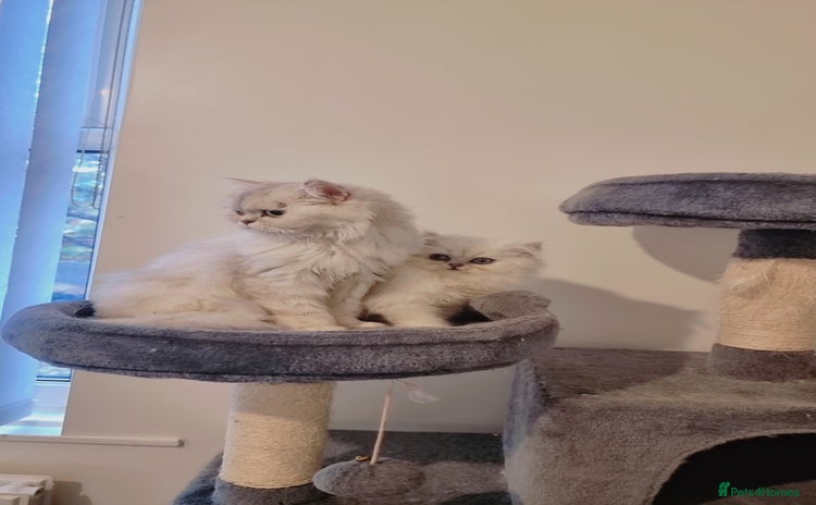 Persian cats - Advert 1