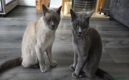 British Shorthair cats for sale: British Shorthair Cats for sale - Image 19