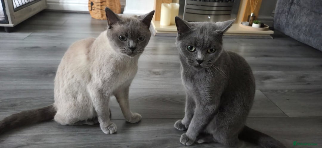 British Shorthair cats for sale: British Shorthair Cats for sale - Image 19