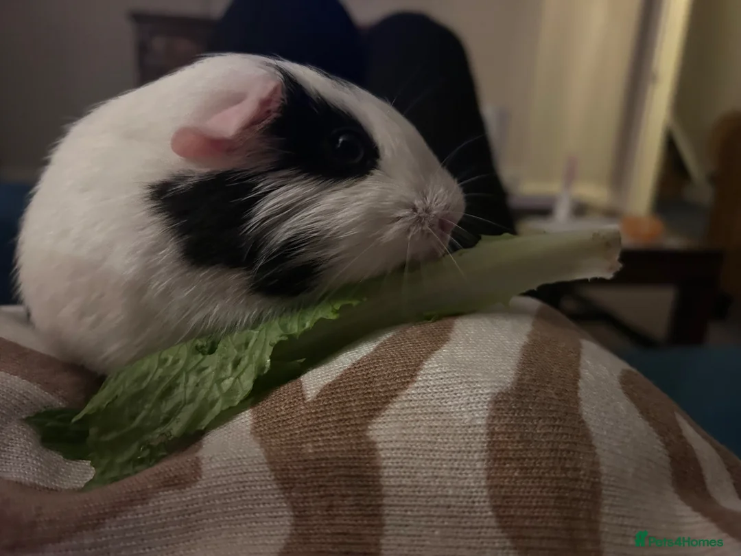 Guinea Pig rodents for sale: 2 female guinea pigs in Reading - Advert 2