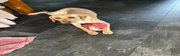 Labrador Retriever dogs for sale: Labrador puppies. PLEASE READ DESCRIPTION.  - Advert 1