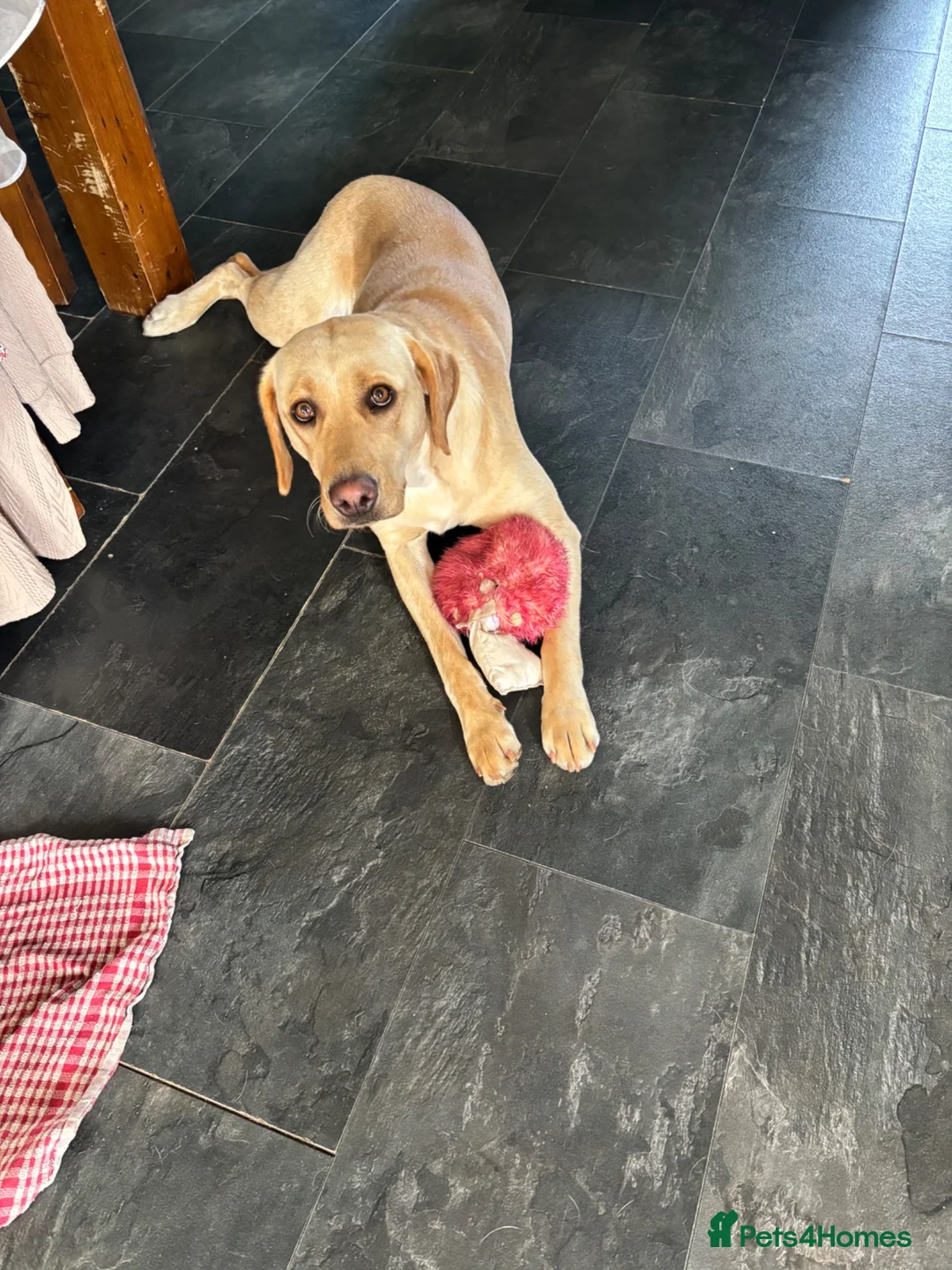 Labrador Retriever dogs for sale: Labrador puppies. PLEASE READ DESCRIPTION.  - Advert 1