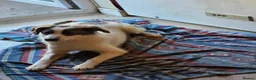 Mixed Breed dogs for adoption: Meet Moon beam, currently residing in Norfolk in King's Lynn - Advert 3