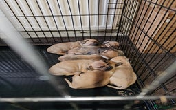 Mixed Breed dogs for sale: dachshund  x pug puppy's  - Image 1