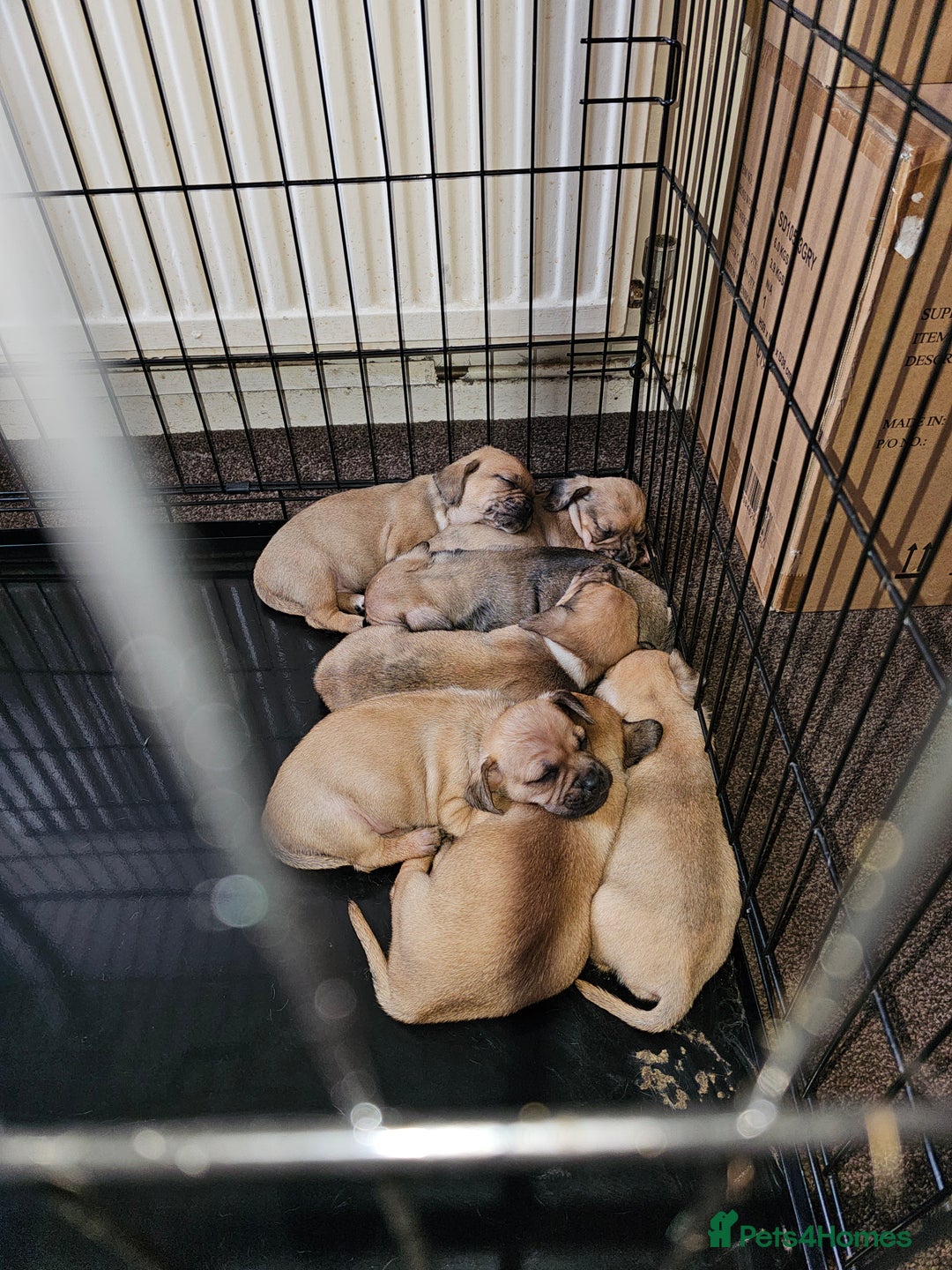 Mixed Breed dogs for sale: dachshund  x pug puppy's  - Image 1