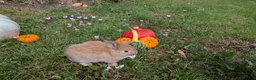 Mini Lop rabbits for sale: Stunning Home-Raised Mini Lops- mixed litter - Advert 8