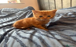 Mixed Breed cats for sale: 5 beautiful kittens - Image 4