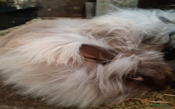 Angora rabbits for sale: Angora bunnies, mother and daughter - Image 2
