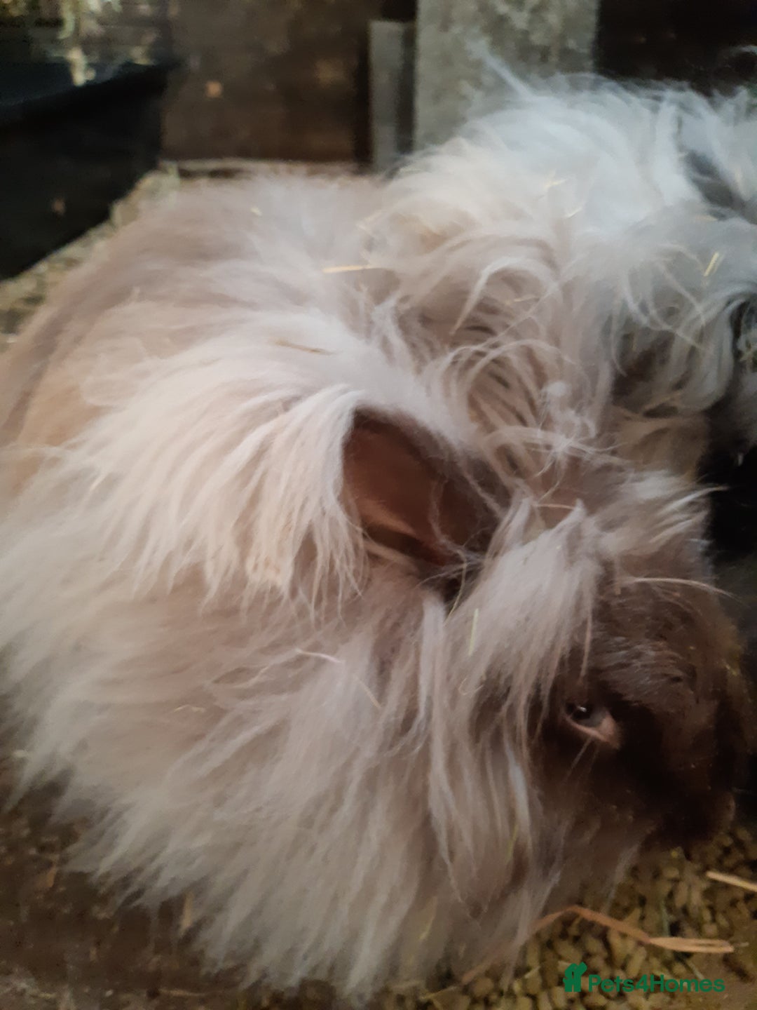 Angora rabbits for sale: Angora bunnies, mother and daughter - Image 2