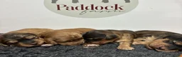 Cockapoo dogs for sale: 🌟 Superb F1 Cockapoo puppies 🌟 - Advert 1