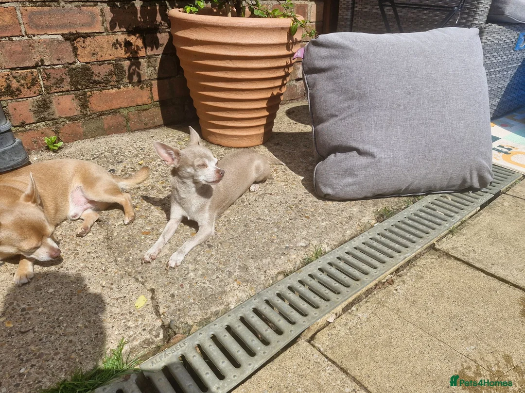 Chihuahua dogs for sale: Tiny chihuahuas 😌 - Advert 2