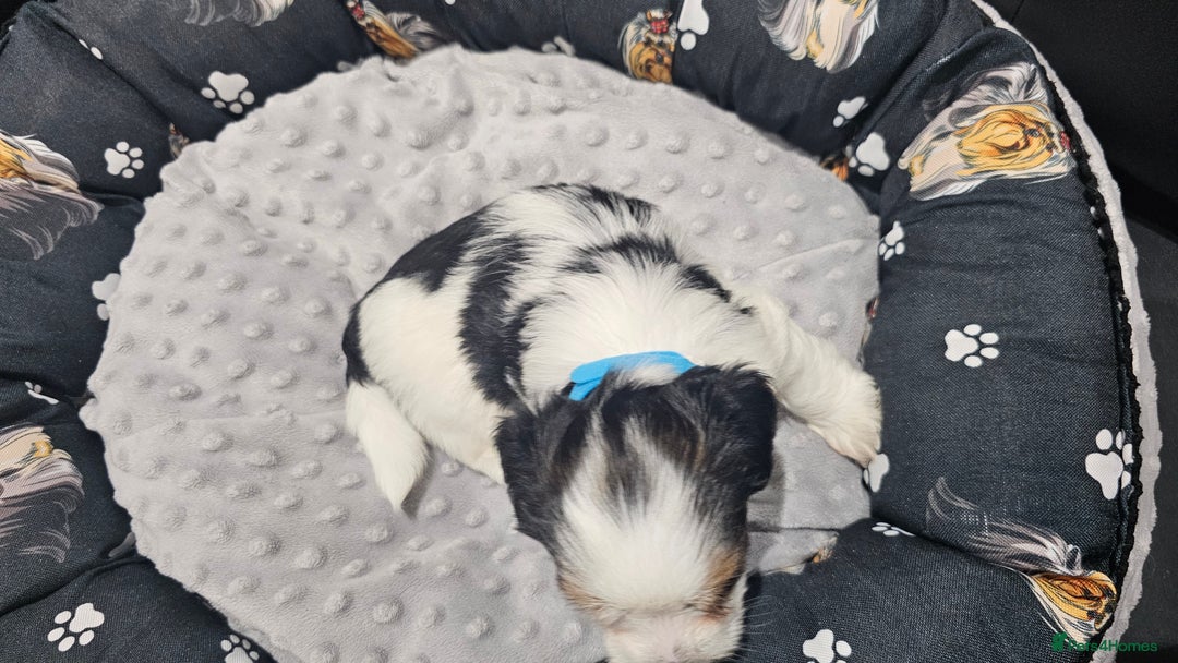 Yorkshire Terrier dogs for sale: 3 boys biewer yorkshire terrier with IHR Pedigree - Advert 5