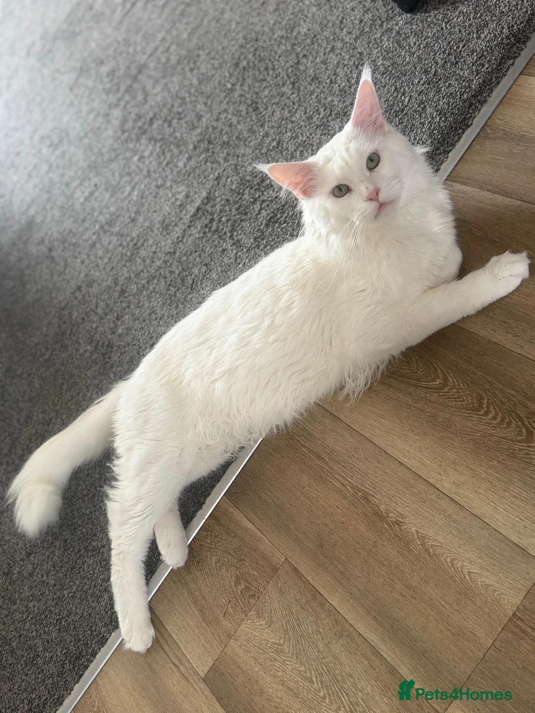 Maine Coon cats for sale: Maine coon kittens  in Rushden - Advert 9