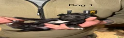 Cockerdor dogs for sale: ⭐ Exceptional Cockerdor Puppies ⭐ - Advert 6