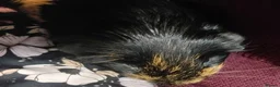 Guinea Pig rodents for sale: My names button. Nice to meet you in Hartlepool - Advert 4