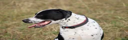 Mixed Breed dogs for sale: 10/11month old dog for rehoming  - Advert 4