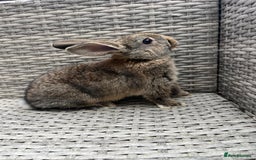 Mixed Breed rabbits for sale: Mini lop cross - Image 11
