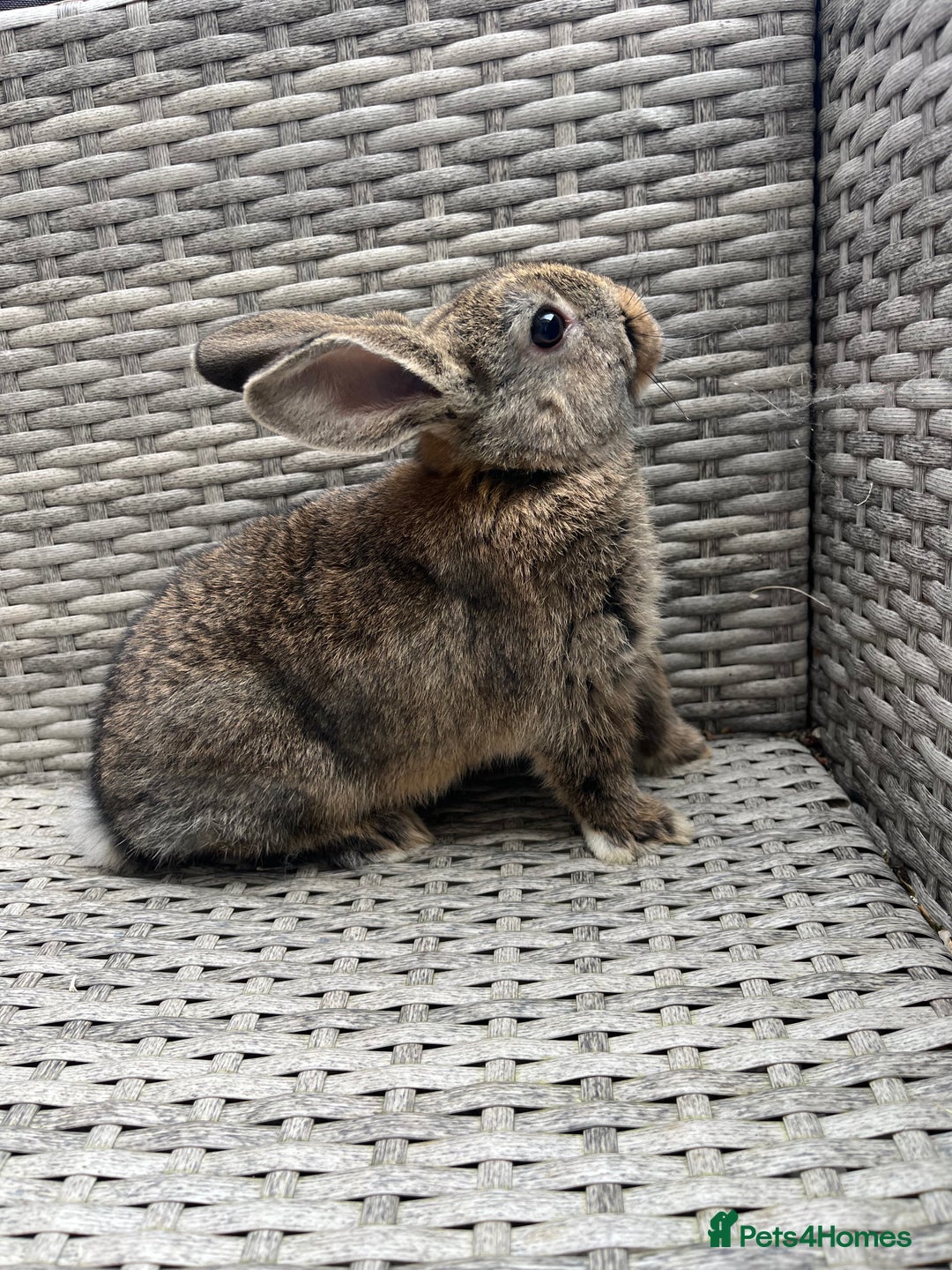 Mixed Breed rabbits for sale: Mini lop cross - Image 11