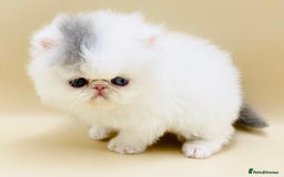 Exotic cats for sale: (Rare odd eye bicolours)🏆Exceptional. - Image 4