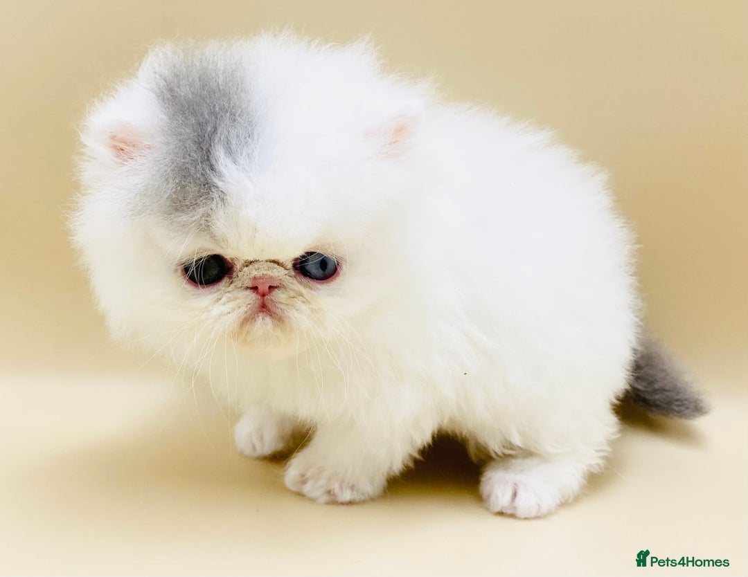Exotic cats for sale: (Rare odd eye bicolours)🏆Exceptional. - Image 4