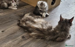 Maine Coon cats for sale: TICA REGISTERED PEDIGREE MAINE COON KITTEN'S - Image 11