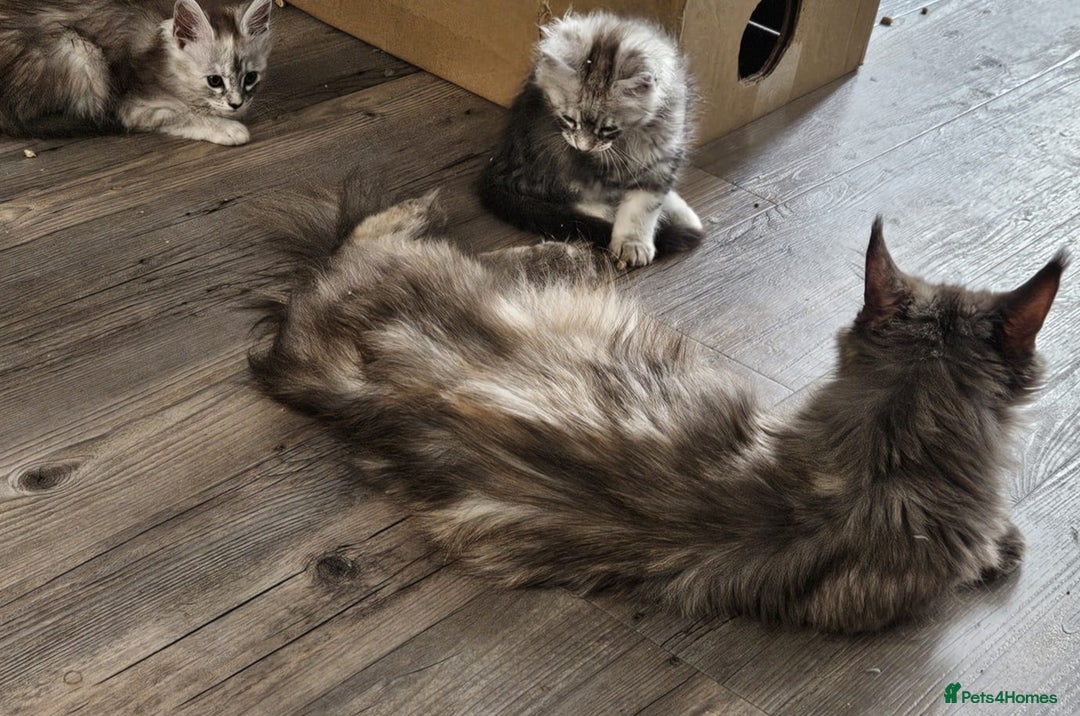 Maine Coon cats for sale: TICA REGISTERED PEDIGREE MAINE COON KITTEN'S - Image 11