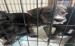 Mixed Breed dogs for sale: German Shepherd/Golden Retriever/Staffy - Image 4