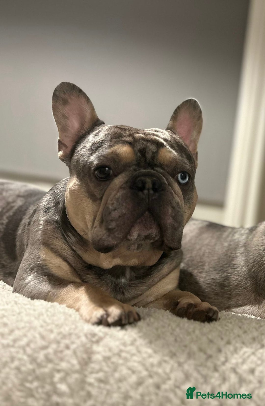 French Bulldog dogs for stud: FRENCH BULLDOG STUD FLUFFY CARRIER in Hitchin - Advert 3