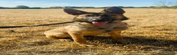 German Shepherd dogs for sale: Narla in London - Advert 3