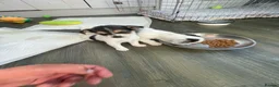 Jack Russell dogs for sale: Jack Russel puppy  - Advert 10