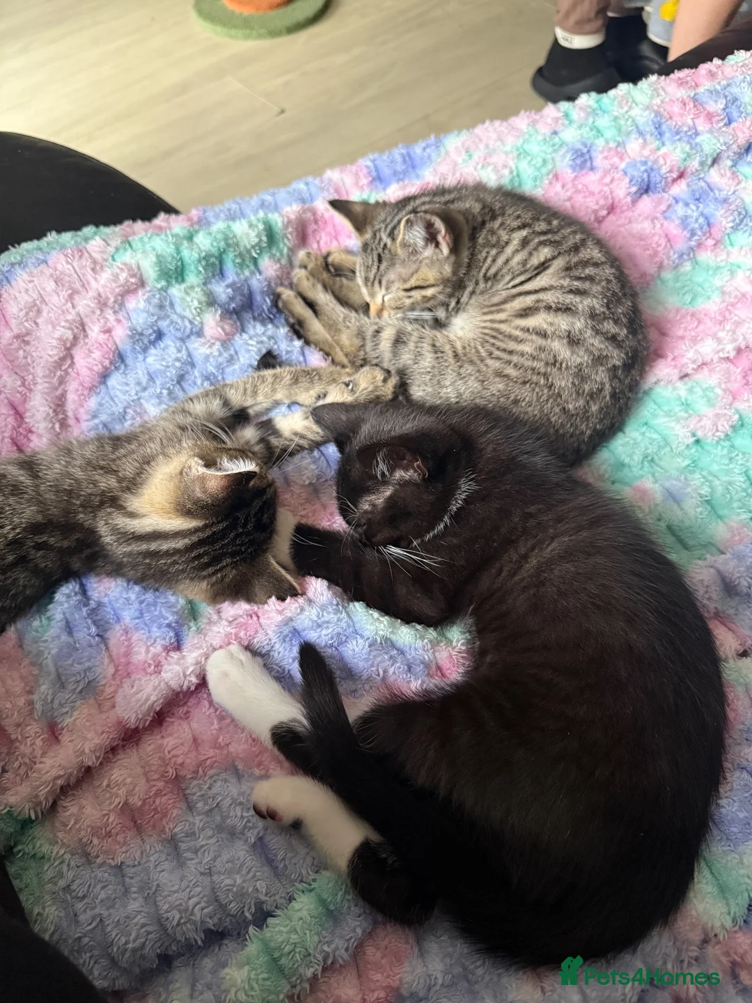 Mixed Breed cats for sale: Beautiful tabby kittens - Advert 2