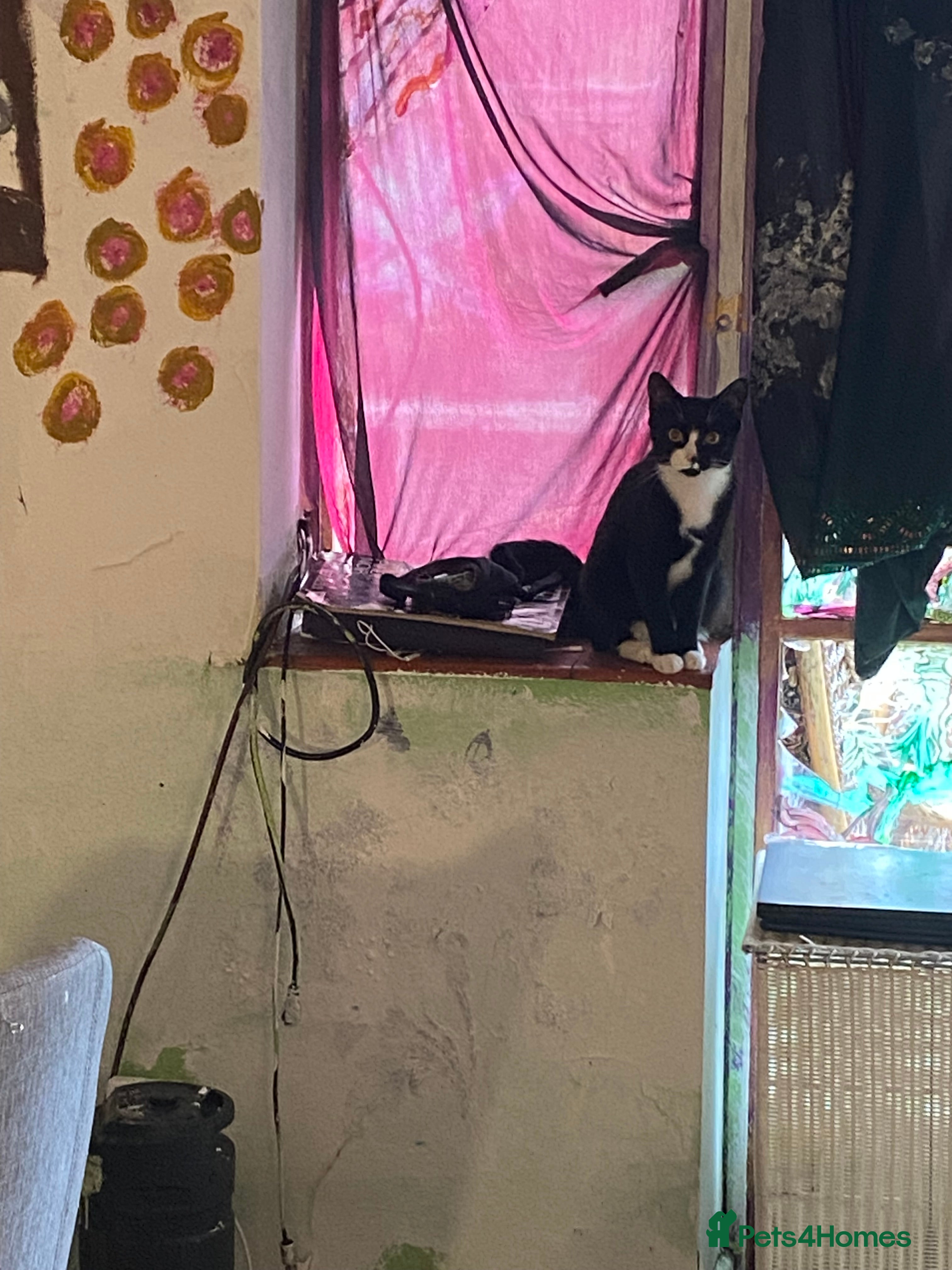 Domestic Shorthair cats Friendly Lovable Kitten 7 Months Old  - Advert 14