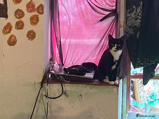 Domestic Shorthair cats - Advert 1