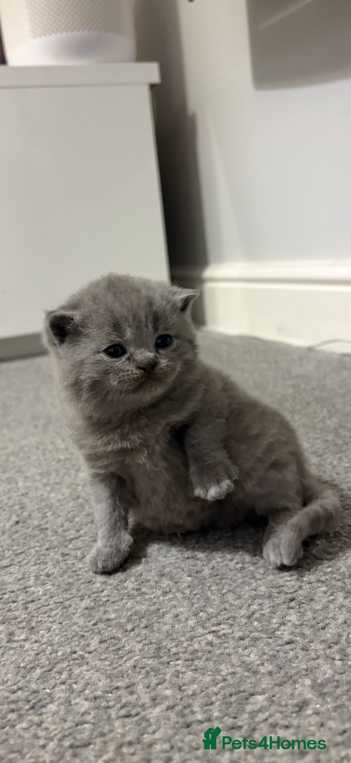 British Shorthair cats 5 generation pedigree GCCF registered  - Advert 2