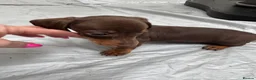 Miniature Dachshund dogs for sale: Kc Stunning Chocolate & Tan True Miniature  - Advert 4