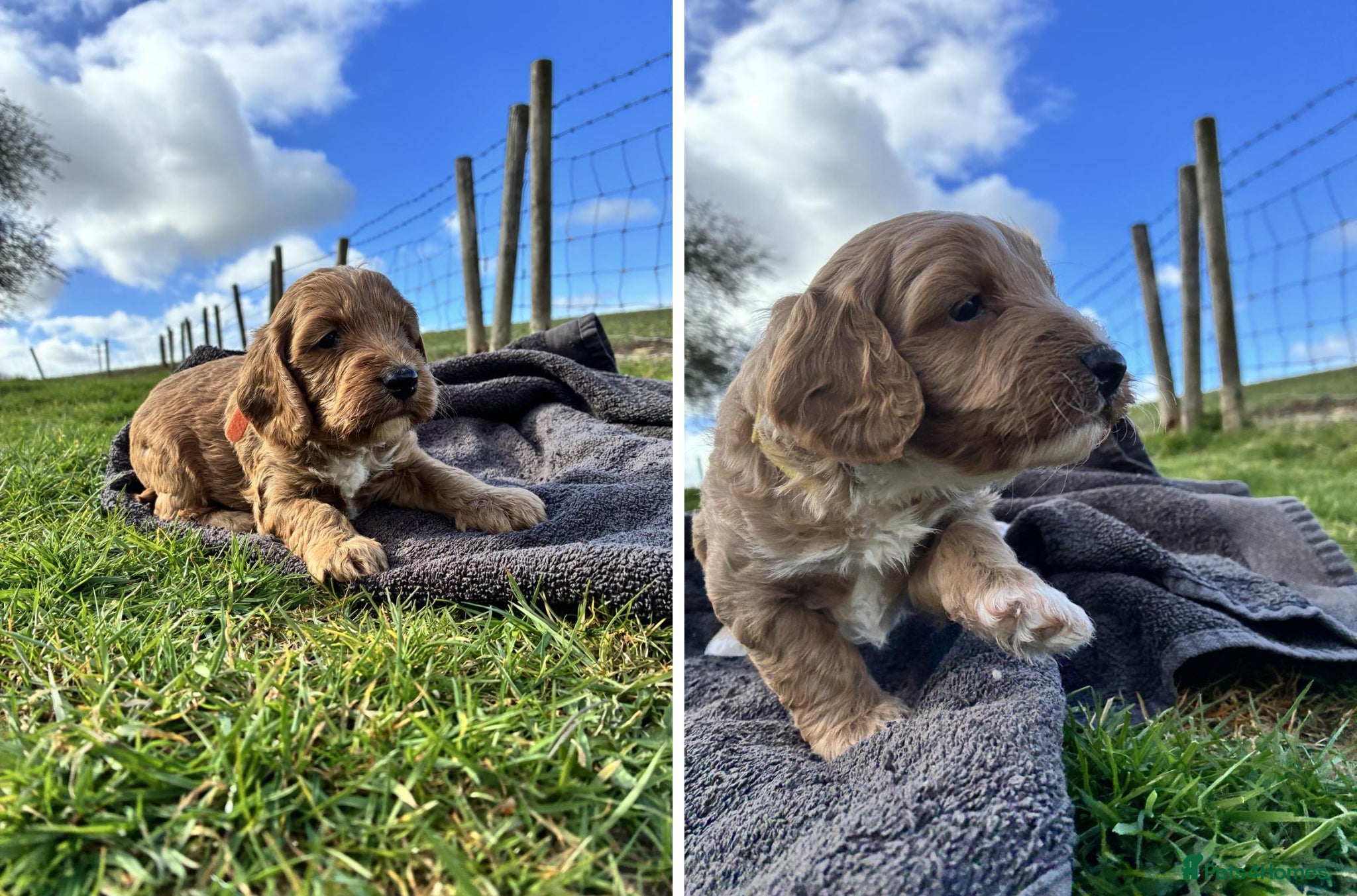 Cockapoo dogs 💜 2 boys left F1 Cockapoo puppies 💜 - Advert 6