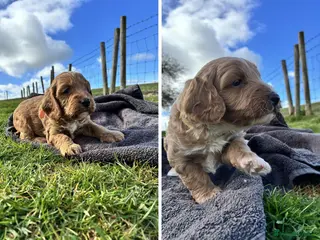 Cockapoo dogs 💜 2 boys left F1 Cockapoo puppies 💜 - Advert 6