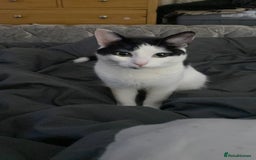 Mixed Breed cats for sale: Female cat - free to good home  - Image 5