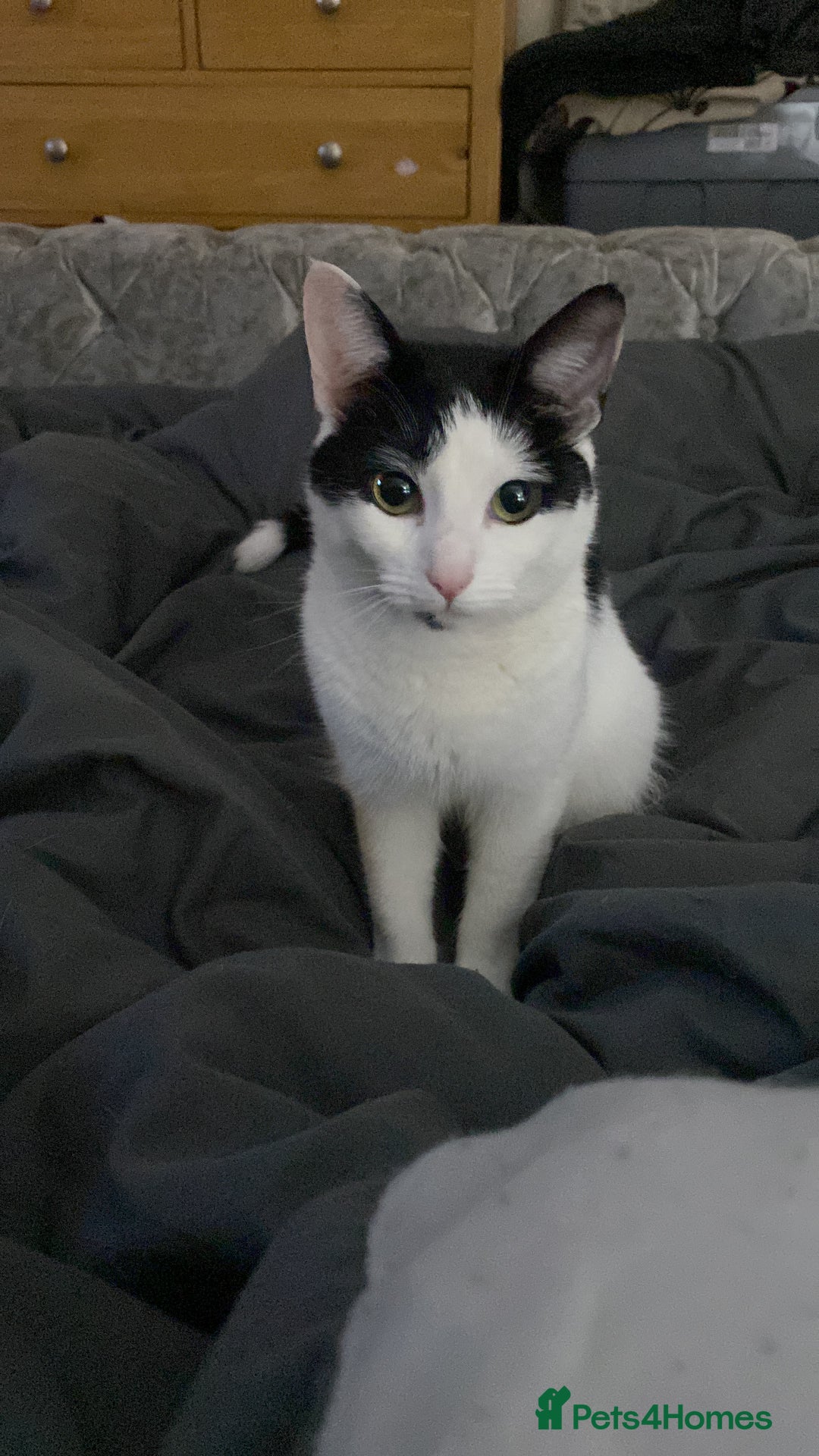 Mixed Breed cats for sale: Female cat - free to good home  - Image 5