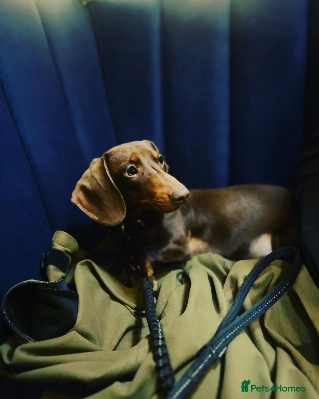 Miniature Dachshund dogs for stud: Kc, pra clear Miniature smooth dachshund. in King's Lynn - Advert 3