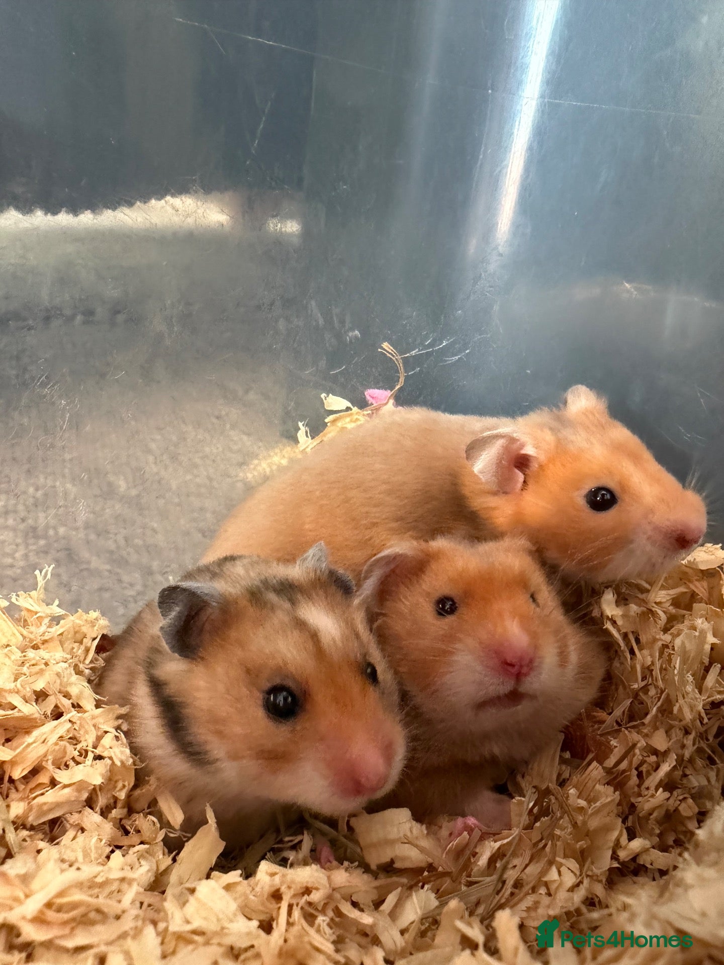 Hamster rodents Golden Syrian hamster baby - Advert 1