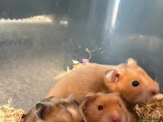 Hamster rodents Golden Syrian hamster baby - Advert 1